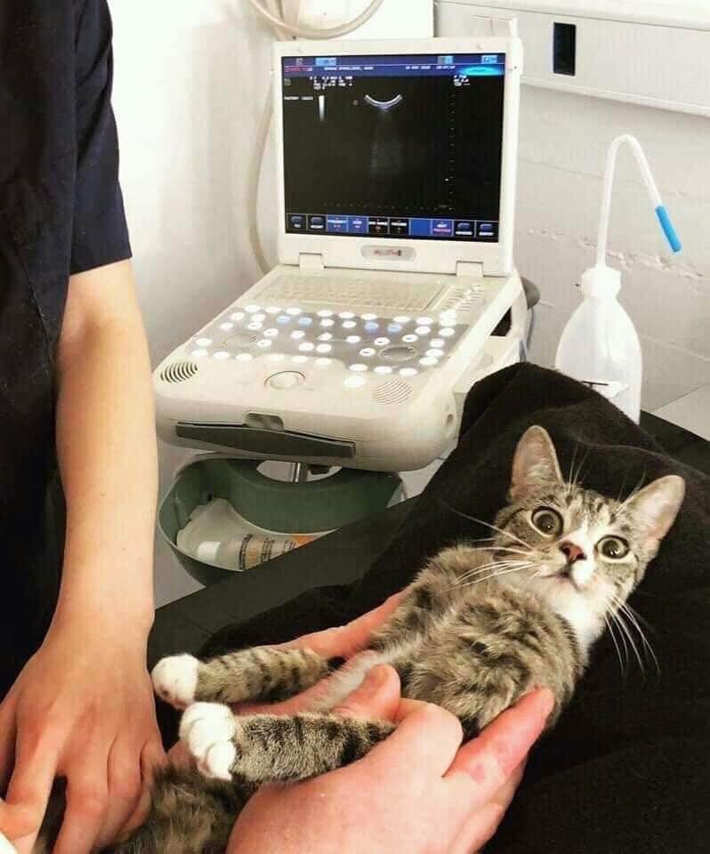 Richardtheseco2's tweet image. My friend posted this...I am cracking up
Took the cat to the vet and she's pregnant (see 3rd picture)