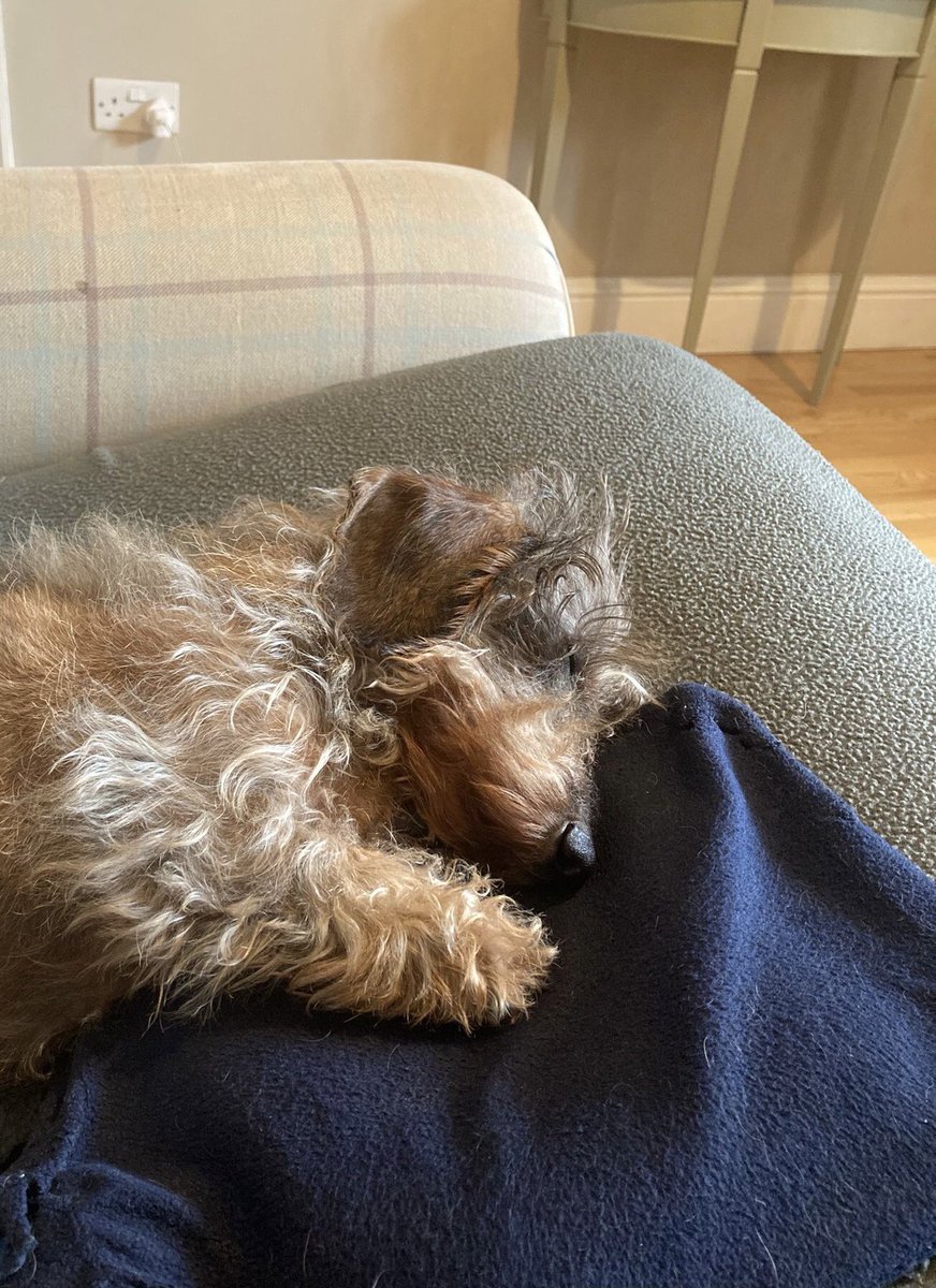 It’s raining, it’s pouring, i’m snoring. Paw on the hot water bottle for ultimate comfort #sausagearmy