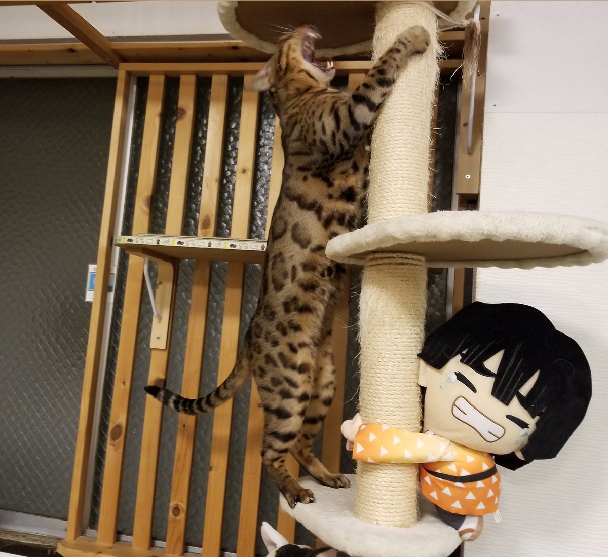 ねこカフェ 猫八 Cafeneko8 Twitter ねこカフェ 猫八 Cafeneko8 Twitter