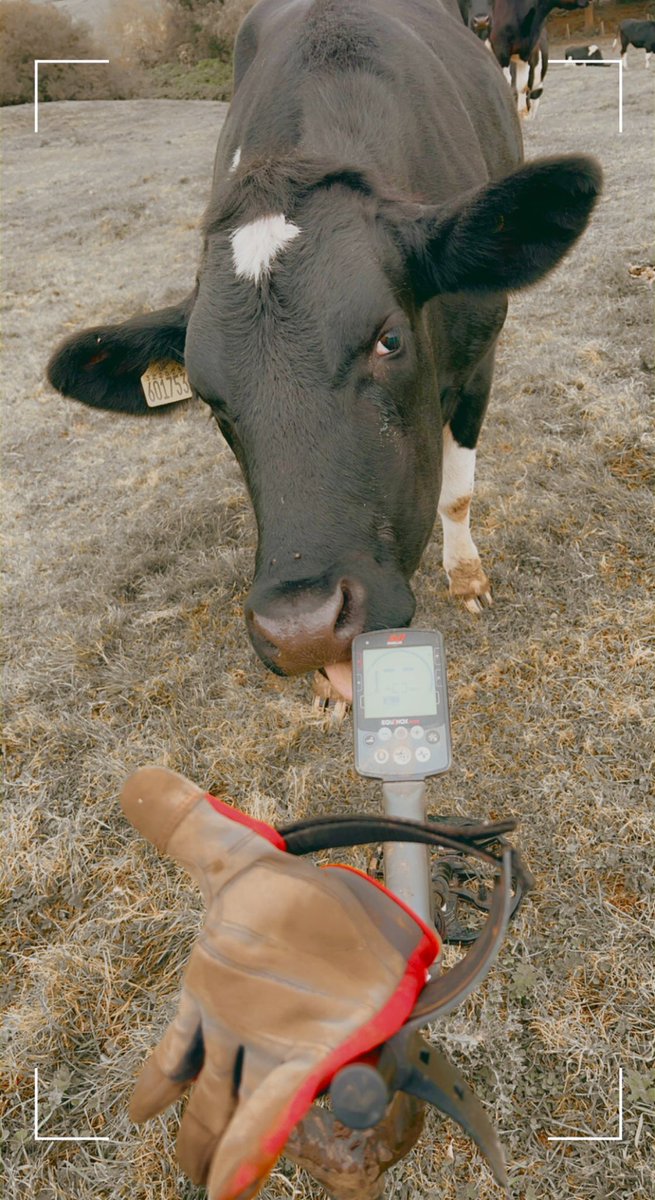 nickys_digs's tweet photo. It’s called a Minelab Equinox 800 mate! 🐄

It’s safe to say I made friends with the cows in the end. 😂

#cows #minelab #equinox #farms #fields #metaldetecting #treasurehunting #diggergirl #digging #funny #curiousanimals https://t.co/3LMqzeQieV