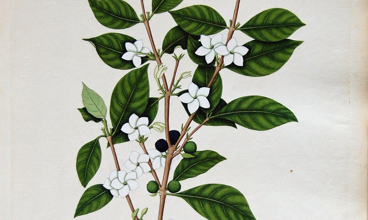 intoxspaces's tweet photo. Our second talk is from our own Hanna Hodacs and Anna Knutsson, who will be exploring female underground coffee culture in eighteenth-century Stockholm (in which coffee was banned! 😱). Wednesday, 1–2pm BST. Register here: https://t.co/uOvPSckTTJ ☕️ https://t.co/s7LUgvIyoO