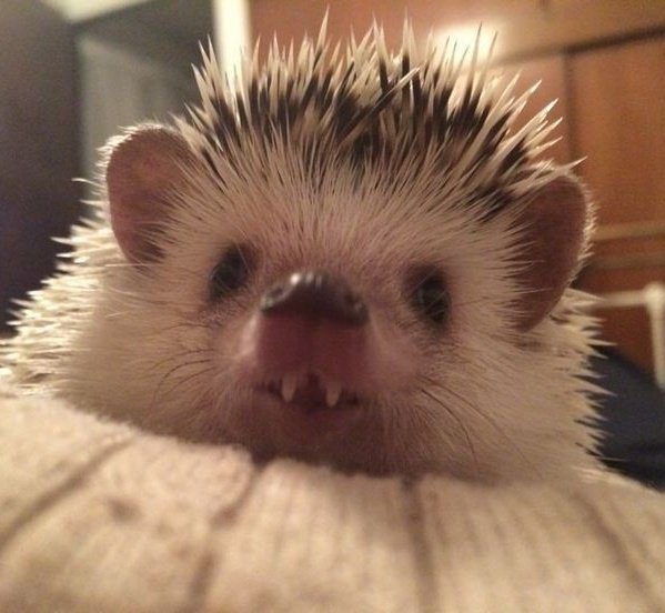 IDOLHEDGEHOG's tweet photo. https://t.co/tziMsVVAQX