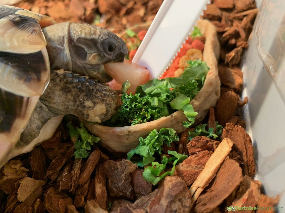 TortoiseEveryHr's tweet photo. bzzzzt beep bloop tortoise bot https://t.co/cIqQfIhQcs