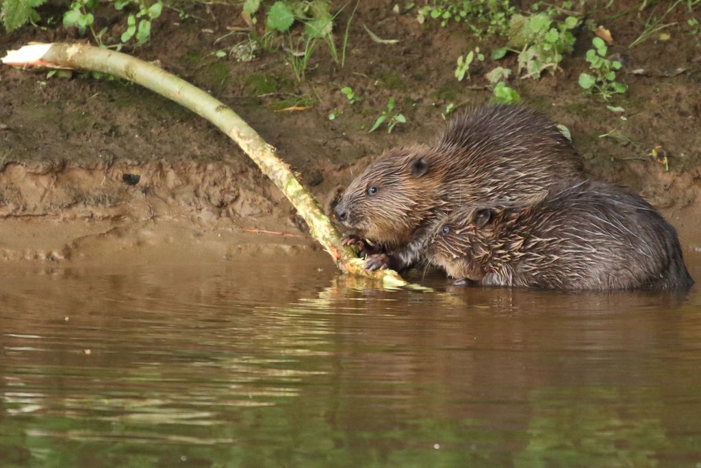 Devon Wildlife Trust tweet media