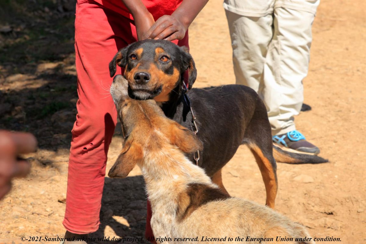 MpalaWildDogs's tweet photo. Domestic dogs are an important link in the disease transmission chain as they come into contact with both humans and wild animals.  They are also the most cost-effective and logistically feasible target for vaccination campaigns. 
#LRVC
@IUCNsos 
@EU_Partnerships 
@mpala_rc https://t.co/yt0yrkEUMH