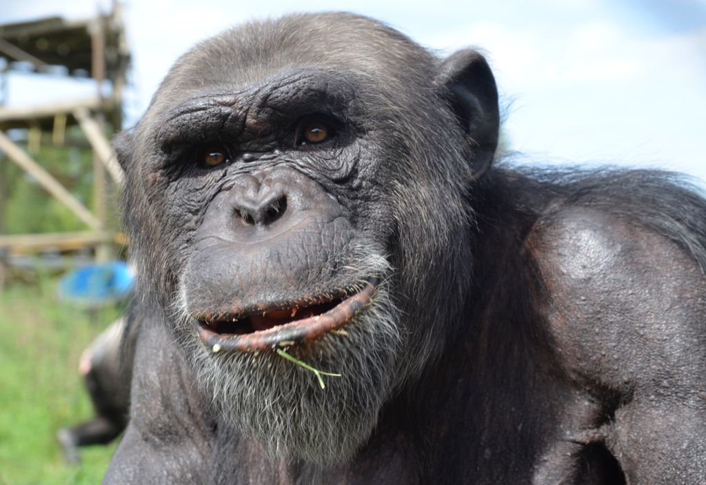 MONA_UK's tweet photo. Juanito has so many adventures to live! Adopt him and stay up to date with all of them 🤎
https://t.co/Jruavfn2A2
With your help we can make plans for the future, long-term plans, as chimpanzees can live to be over 65 years old! 🌱
#adopt #adoptachimp https://t.co/PnLF8mpOON