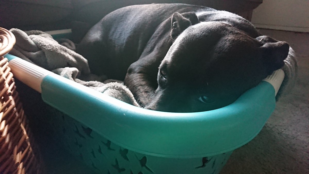 SuzanneAlGayaar's tweet photo. Because why sleep in your own bed when there's an unattended washing basket on offer? #wasclean https://t.co/bkyiTYzxkY