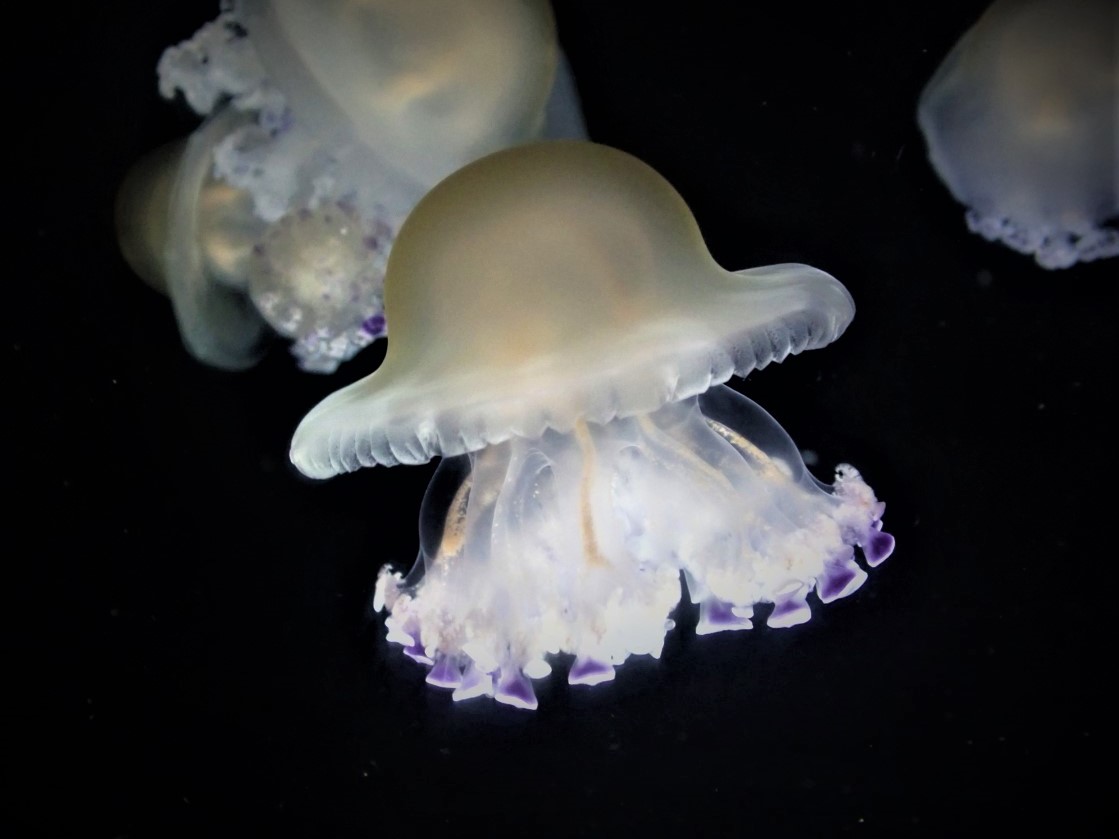 鶴岡市立加茂水族館 コティロリーザツベルクラータ Cotylorhiza Tuberculata 目玉焼きクラゲ として有名ですが 最近 目玉焼き の他に スイートブール にも見えてしまっています いずれにしても 食べ物 みなさんは何に見えますか 目玉焼き 鶴岡市立加茂水族館 コティロリーザツベルクラータ Cotylorhiza Tuberculata 目玉焼きクラゲ として有名ですが 最近 目玉焼き の他に スイートブール にも見えてしまっています いずれにしても 食べ物 みなさんは何に見えますか 目玉焼き