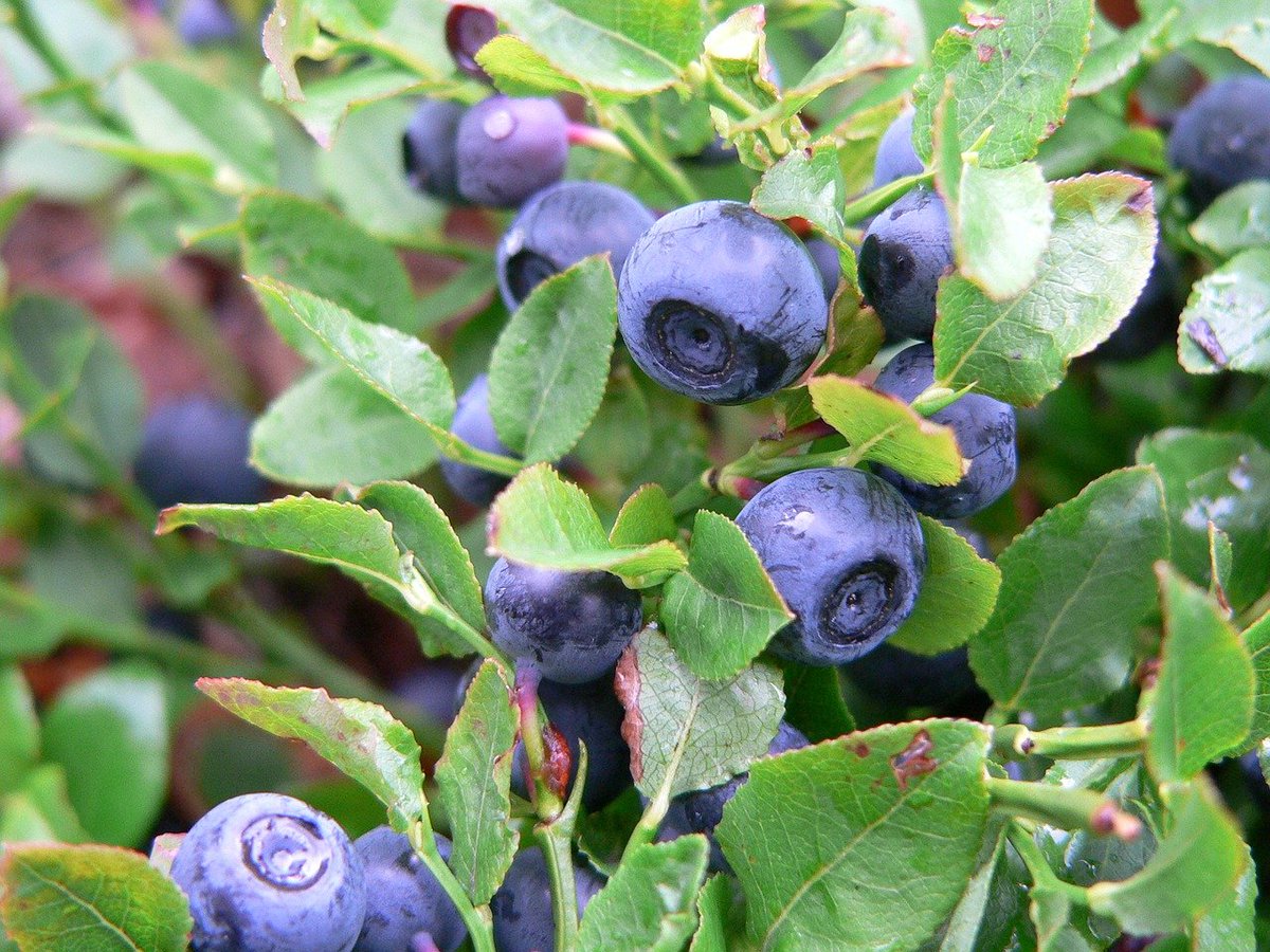 FairchainEU's tweet photo. #FAIRmonday – Innovations
#6 GPS tool
The forest #berries' value chain is long and #local berry #picking has almost disappeared. In @FairchainEU a #GPS-BerryApp tool has been developed to map the forests and facilitate berry picking by locals.
#H2020FoodSis https://t.co/6yESsXC6OU