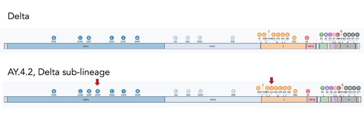 La subvariante Delta AY.4.2, conocida como “delta plus”, sigue su avance en Reino Unido, constituyendo ya el 10% de los casos recientes. Tiene un par de mutaciones respecto a la variante Delta.