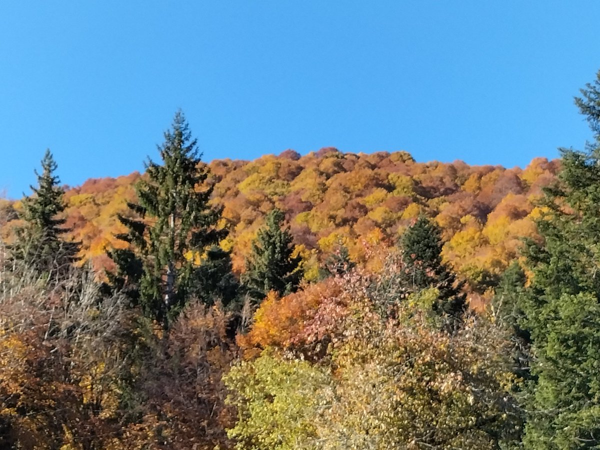 🍂 In questi giorni il Cansiglio si riempie di splendide sfumature grazie alla natura che sempre ci stupisce 💚🧡
#foliage #veneto #weekendvibes