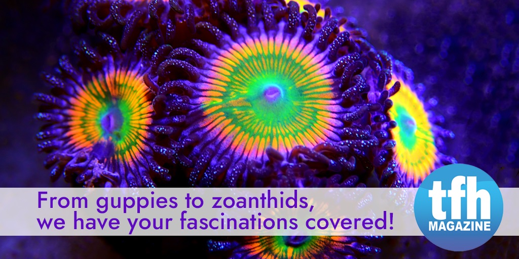 TFHmagazine's tweet image. "Since 1952, #TropicalFishHobbyist magazine has been covering all kinds of freshwater and saltwater topics. Subscribe now!

#aquariumhobby #fishmagazine #tropicalfishkeeping"
hubs.li/H0YR7lD0