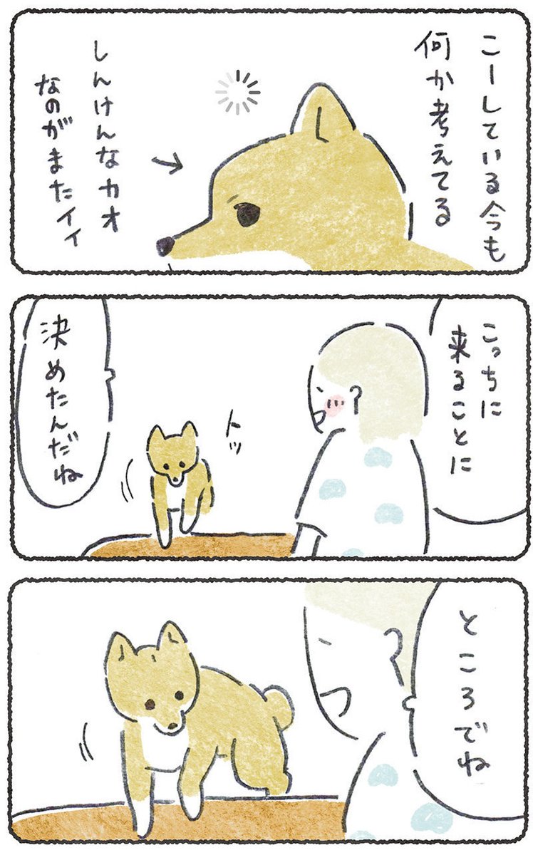 犬は犬で生活してるのがたまらない😍

リプにつづきが読めるURL貼ります
(10月26日.10時までどなたでも)
#豆しばこつぶ 