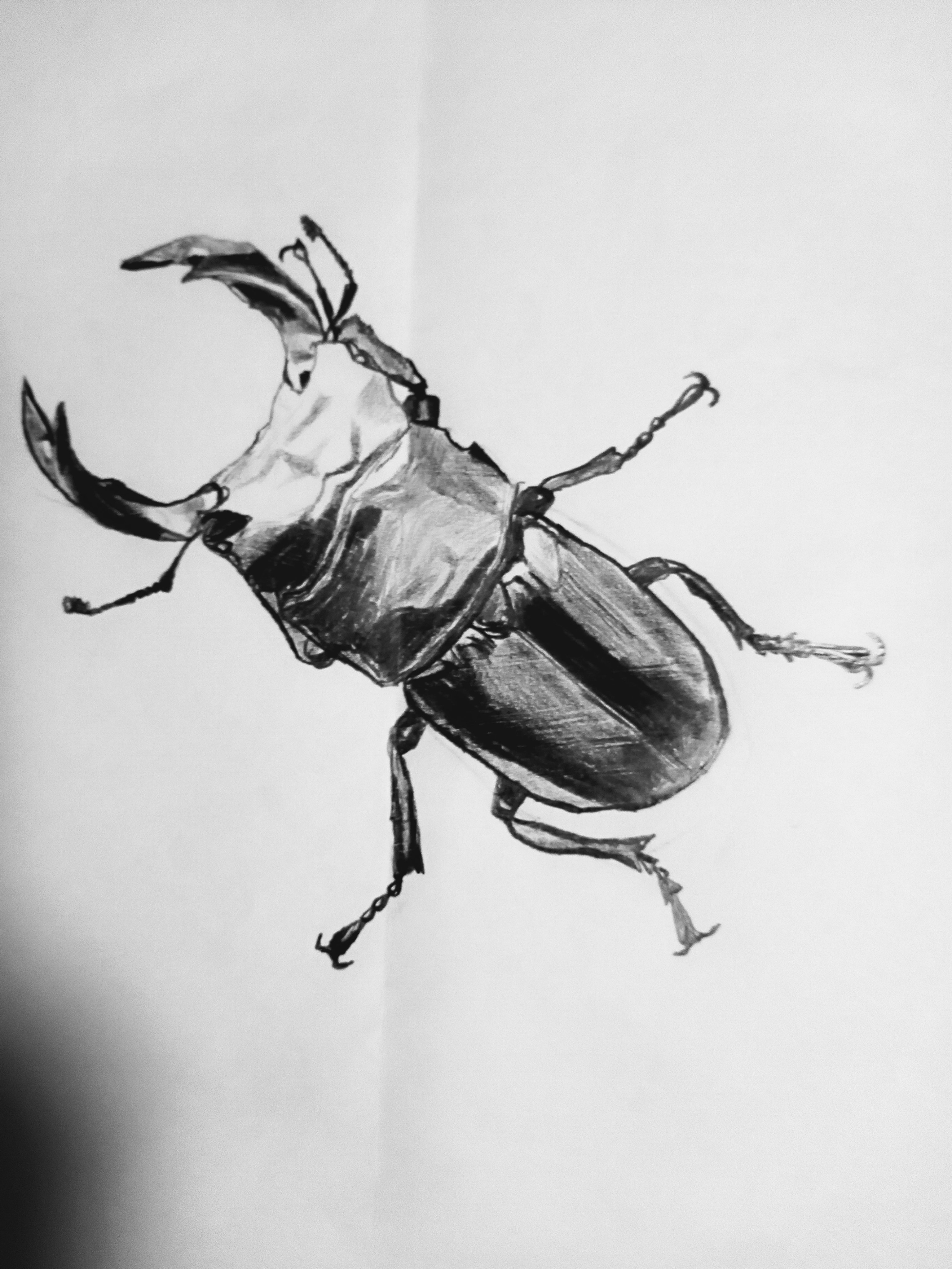 Kazu Minn オオクワガタ 昆虫 鉛筆画 絵 イラスト T Co Ugluj7vk9t Twitter