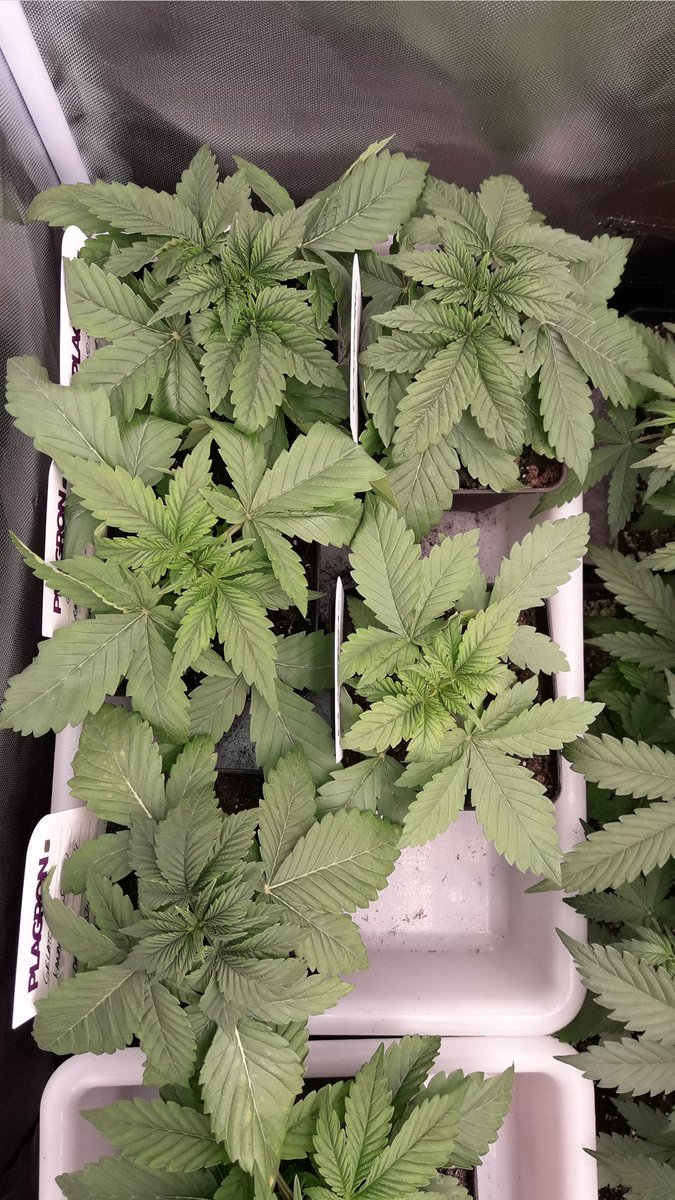 AdrycManellson's tweet photo. Y #ThePureLed480Pro @ThePureFactory_ by @DPlantasur de mi Hada @INMAQ16 ilumina sus #GelatoK @IntKannabia y #THCV @KannabiaSeeds que aún son en #Propagación, Preciosas y repolludas que, en nada serán en #Vegetativo trasplantadas a #Sust #RoyalMix @PlagronAruba.
Alegría pues..🧚♂️😎 https://t.co/dSqAJ6duWc