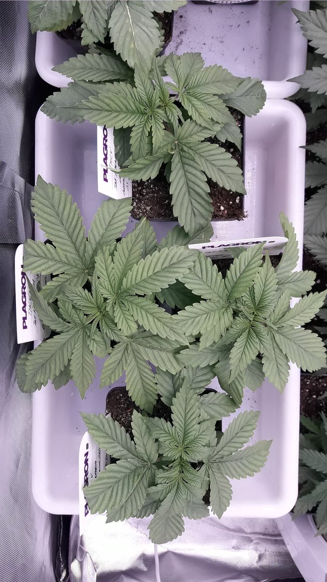 AdrycManellson's tweet photo. Y #ThePureLed480Pro @ThePureFactory_ by @DPlantasur de mi Hada @INMAQ16 ilumina sus #GelatoK @IntKannabia y #THCV @KannabiaSeeds que aún son en #Propagación, Preciosas y repolludas que, en nada serán en #Vegetativo trasplantadas a #Sust #RoyalMix @PlagronAruba.
Alegría pues..🧚♂️😎 https://t.co/dSqAJ6duWc