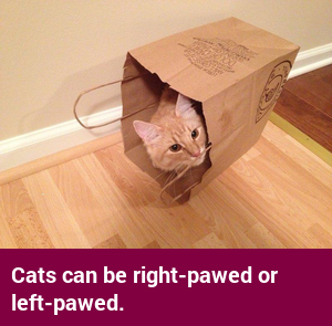 factcatbot's tweet photo. https://t.co/Sfi2UVnmtt