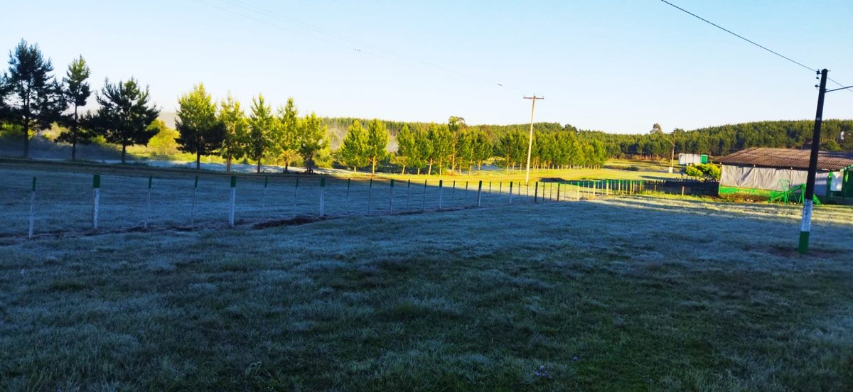 Climaterra's tweet image. Quarta geada do mês em São Francisco de Paula RS/Nilson Wolff

Coutinho/ Piter Scheuer