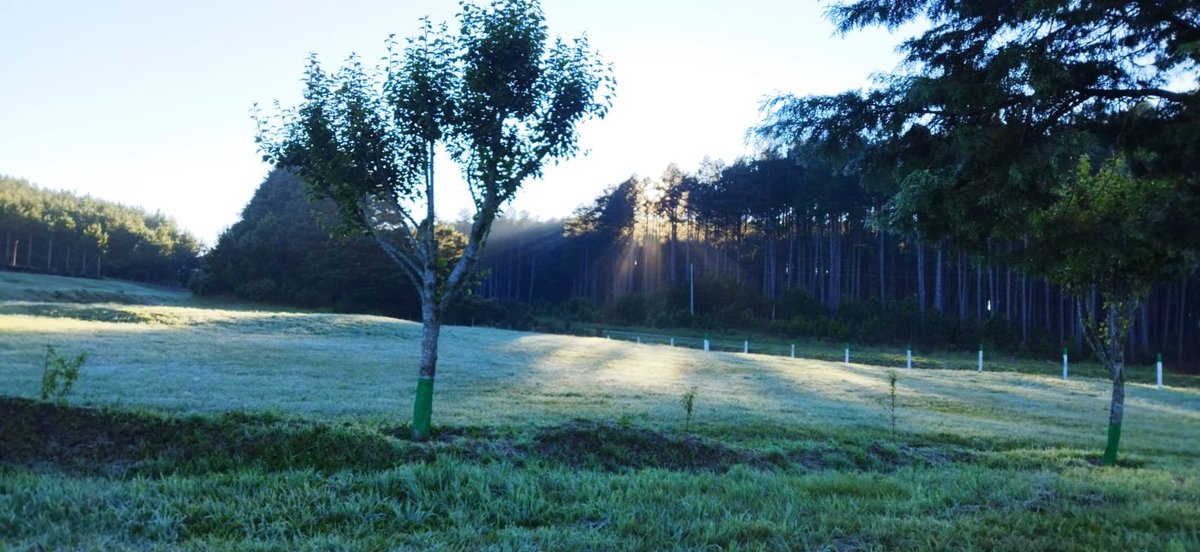 Climaterra's tweet image. Quarta geada do mês em São Francisco de Paula RS/Nilson Wolff

Coutinho/ Piter Scheuer