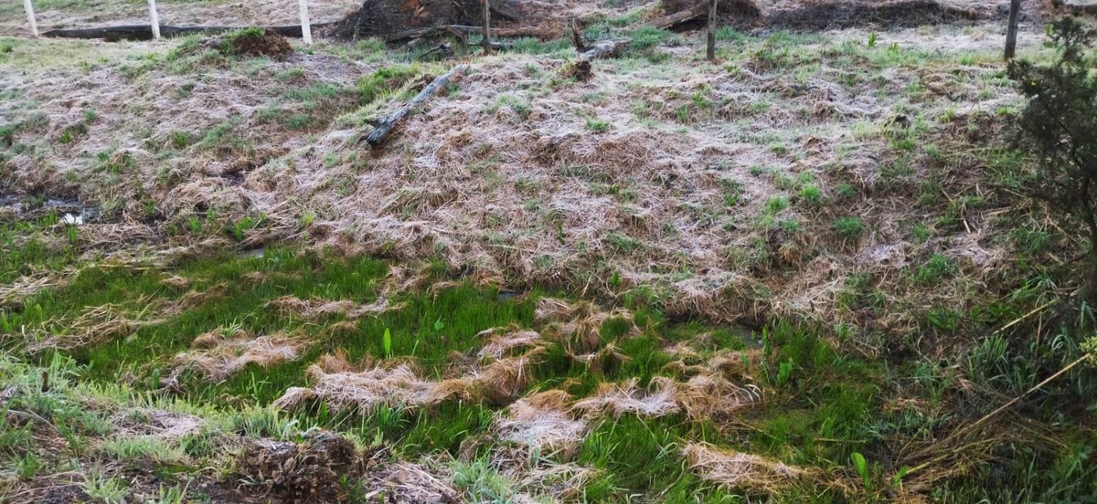 Climaterra's tweet image. Quarta geada do mês em São Francisco de Paula RS/Nilson Wolff

Coutinho/ Piter Scheuer