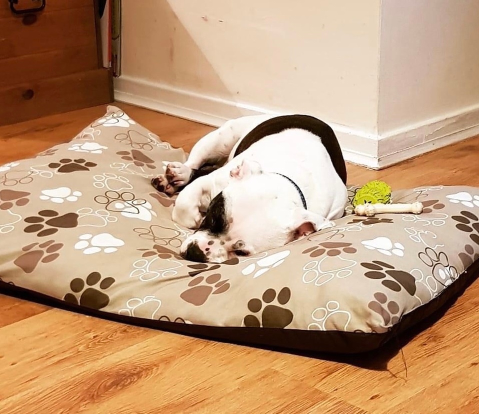 RoyDogBehaviour's tweet image. Is your dog causing chaos? 

I helped Sumie control her mischievous puppy - here’s what she had to say: 

“I'm amazed just 5 days after meeting Roy my house is a lot calmer I'm over the moon 😊😊 Thanks so much xx “

#dogbehaviour #dogbehaviourtips #dogbehaviouradvice