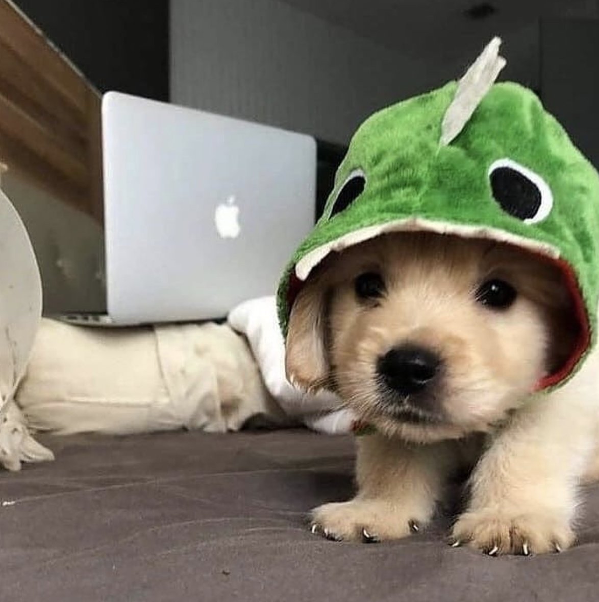 AVISO URGENTE

Corre el rumor de que puede aparecerse este terrorífico dragón del amor si intentas trabajar y ser productivo