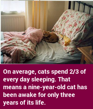 factcatbot's tweet photo. https://t.co/S0BujuimGj