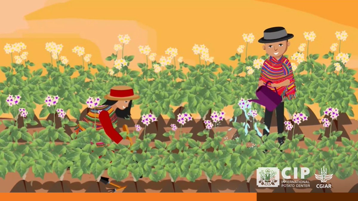Cipotato's tweet photo. CIP is working to strengthen #FoodSystems by preserving the world's potato 🥔 agribiodiversity in Peru to help farmers succeed across the globe 🌎.

👉🏽 https://t.co/RlvQbGDVKv

🔸 @midagriperu
🔸 @INIAPeru https://t.co/uBii2ZekBt