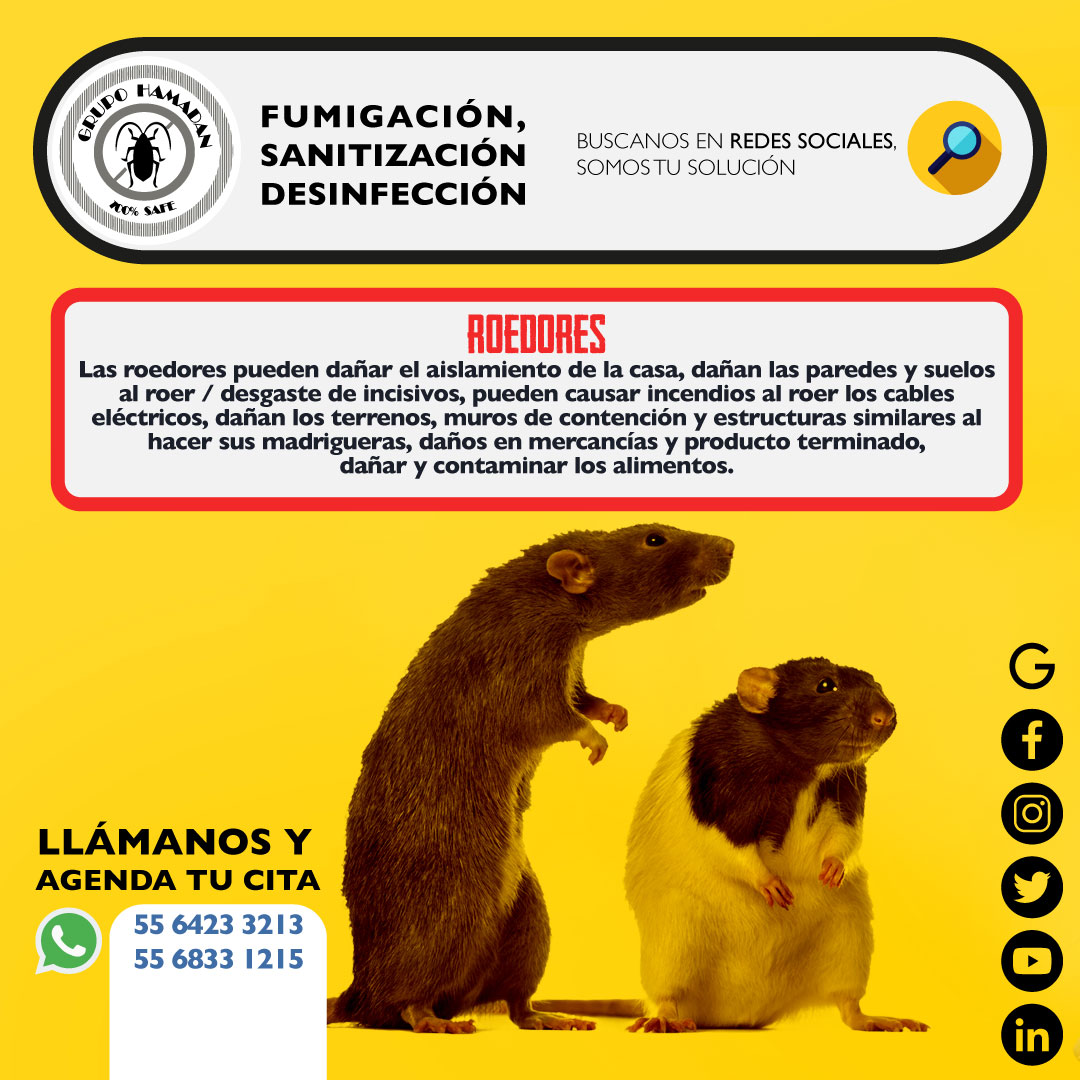 HamadanCv's tweet image. #SabíasQue… Incluso si las ratas sólo merodean por el jardín sin llegar a entrar en su casa, son un riesgo ya que pueden llegar a acercarse a las zonas donde se encuentran los niños o las mascotas.
#ControlDePlagas #fumigadora #sanitizacion #desinfeccion #fumigacion