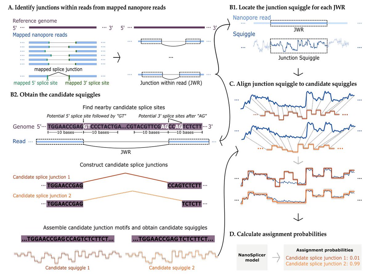 Our latest preprint and software "NanoSplicer: Accurate identification of splice junctions using Oxford Nanopore sequencing" led by <a href="/youyupei/">Yupei You</a> in collaboration with <a href="/ClarksysCorner/">Mike Clark</a>  biorxiv.org/content/10.110…  github.com/shimlab/NanoSp… 
<a href="/nanopore/">Oxford Nanopore</a> 1/3