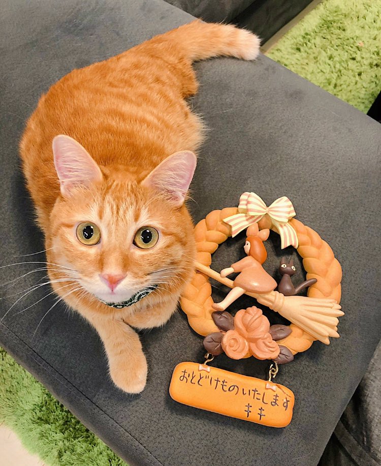 تويتر ひとみん على تويتر 猫ってｽﾝｽﾝ嗅ぐたびに体の匂いが変わるから不思議 ポカポカのおひさまの匂いだったり ほんのりパンケーキの匂いだったり ちなみに肉球はいつでもポップコーンの匂い 昨日夕飯にとんかつを大量に作ったせいか 今日のちゃ