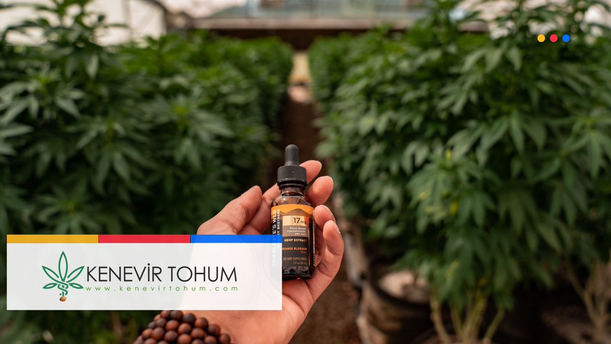 kenevir genel olarak enflamasyona yatkınlığı azaltır. Bu da astım, MS, fibromiyalji, artrit gibi inflamatuvar (yangılı) durumları olan kişilere yardımcı olabilir.