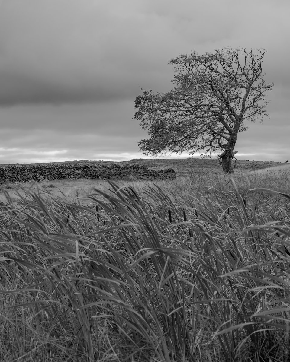 With the absence of bright light over the weekend, a more dramatic #BlackAndWhite view across Mynydd Bach Common in #Caerphilly showcasing the rushes and a lone upland #Tree braced for the onset of winter.

#ThePhotoHour #NaturePhotography #trees #thisiscymru