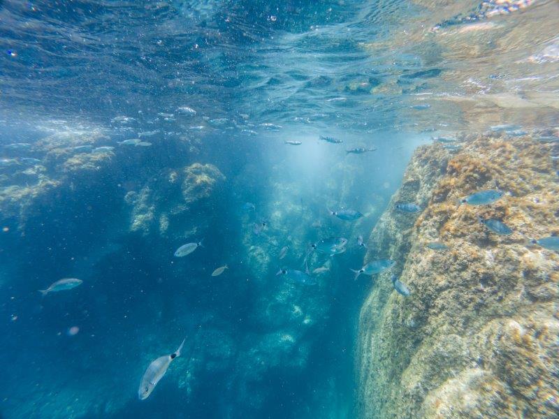 Lydia_ChE's tweet photo. 🙋‍♀️Obert a la ciutadania el període per proposar mesures d’adaptació al Canvi Climàtic al Parc Natural del Cap de Creus i al Litoral del Baix Empordà. No dubteu en participar https://t.co/gJYdKRuHqw #CanviClimàtic  #MPAEngage #citizenscience #BaixEmpordà #CapdeCreus https://t.co/zkAy6fYX4G