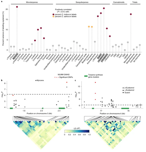 NaturePlants's tweet photo. Recent Brief Communication: "Cannabis labelling is associated with genetic variation in terpene synthase genes" https://t.co/FEQshuJOdy

Sativa &amp; Indica labels are genetically indistinct on a genome-wide scale. Labelling is associated with variation in a small number of terpenes. https://t.co/6WIVjEgu0f