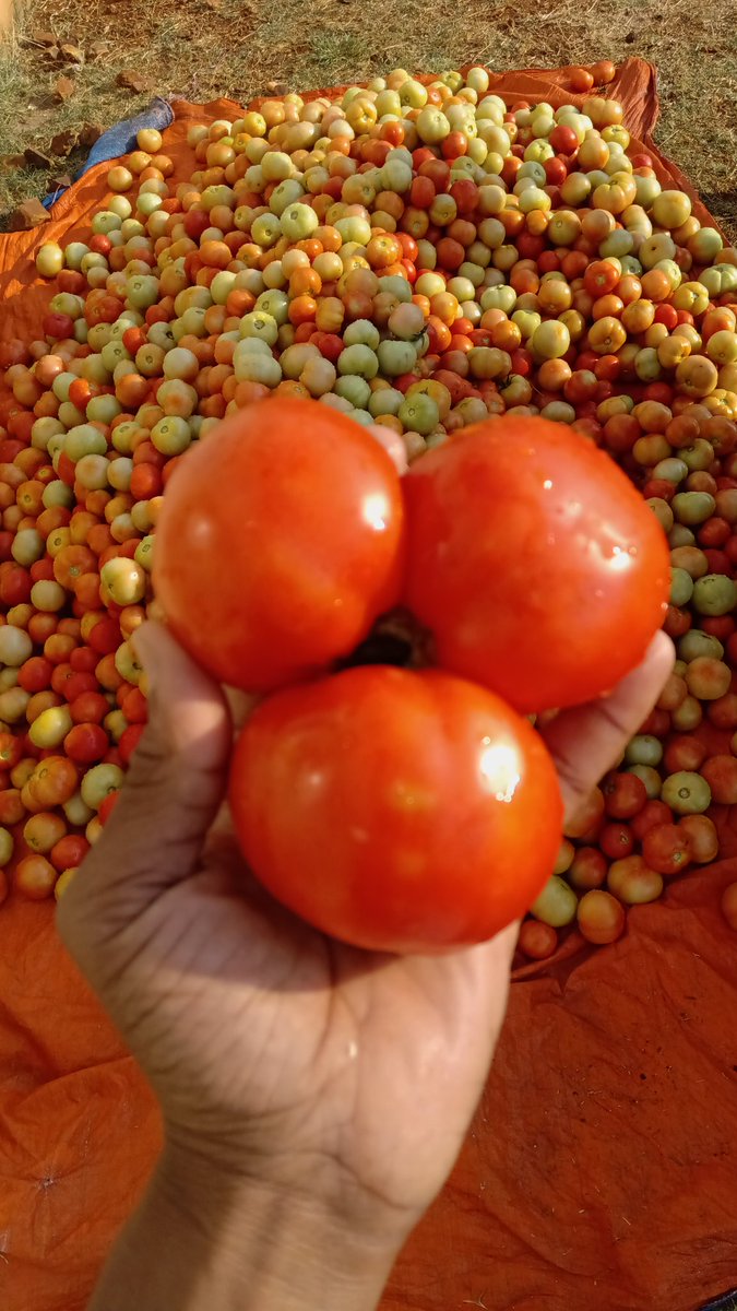 The Triplets. Agronomists help me out here. What causes fruit fusion? @chamunorwakapi1 <a href="/StarkeAyresGC/">Starke Ayres GC</a> <a href="/Charterseeds/">Charterseedsofficial</a> <a href="/wenceslous7/">Wenceslous Nyamupfukudza</a> <a href="/LivestockMaster/">Livestock Master</a> @yofavAgronomist <a href="/naisonchisamba/">Nai the Farmer's Assist</a> <a href="/Spinyardseeds/">Spinyardseedlings</a> <a href="/Loneran24384289/">Farmer E</a> <a href="/ChembelaJustice/">Justice Chembela</a> <a href="/agribusiness110/">agribusiness1.</a> <a href="/ceejayagrobae/">Cynthia Jera</a>