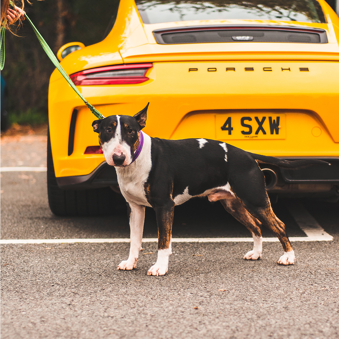 morganmotor's tweet photo. Highlights included good coffeeโ๏ธ, even better donuts ๐ฉ, a Piper and @harrismonkey's dog ๐ถ! #CoffeeRun #MeetAtMorgan https://t.co/Z6TaBHLT8Z