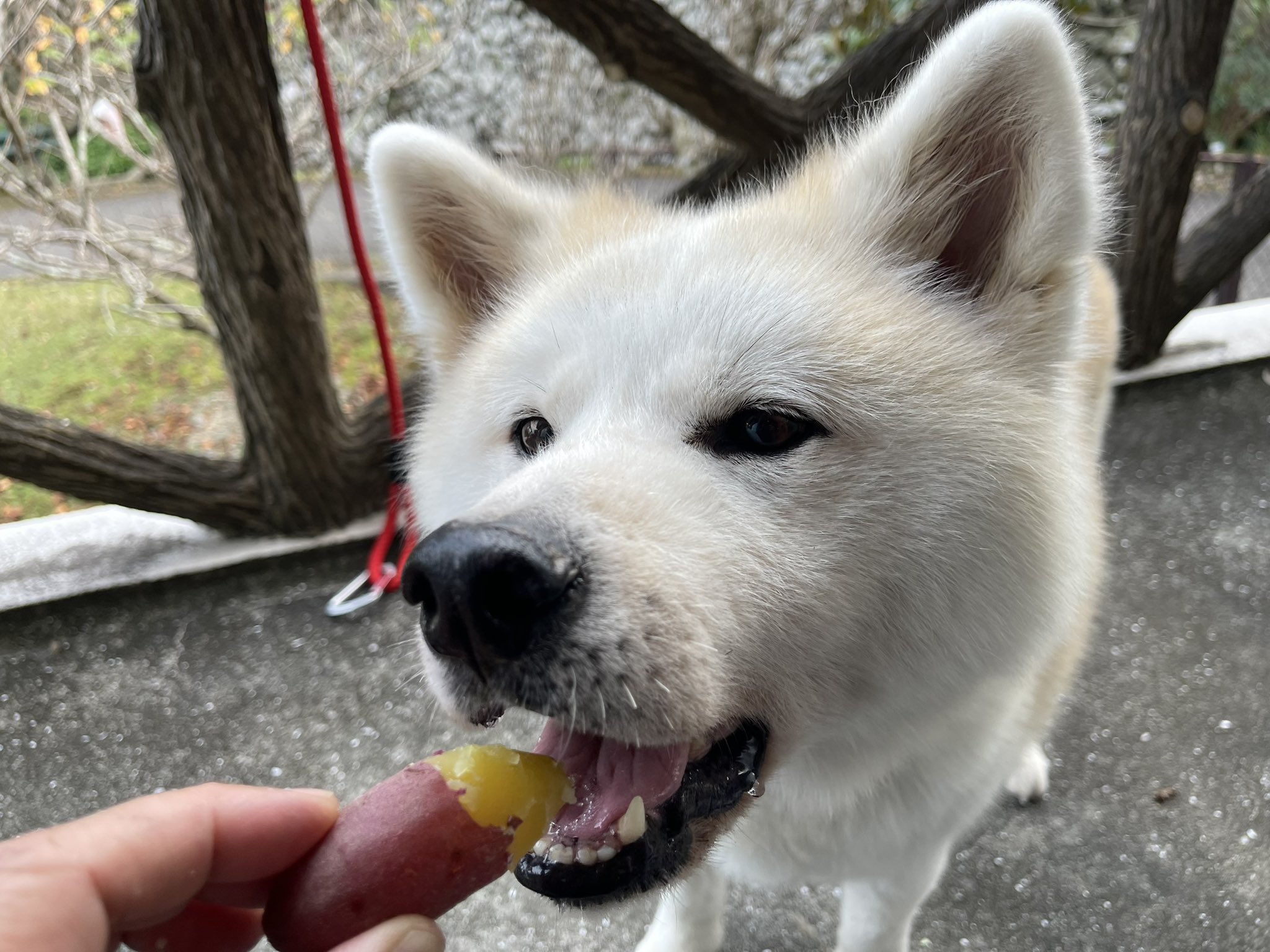 南阿波サンラインモビレージ 39kenken Twitter