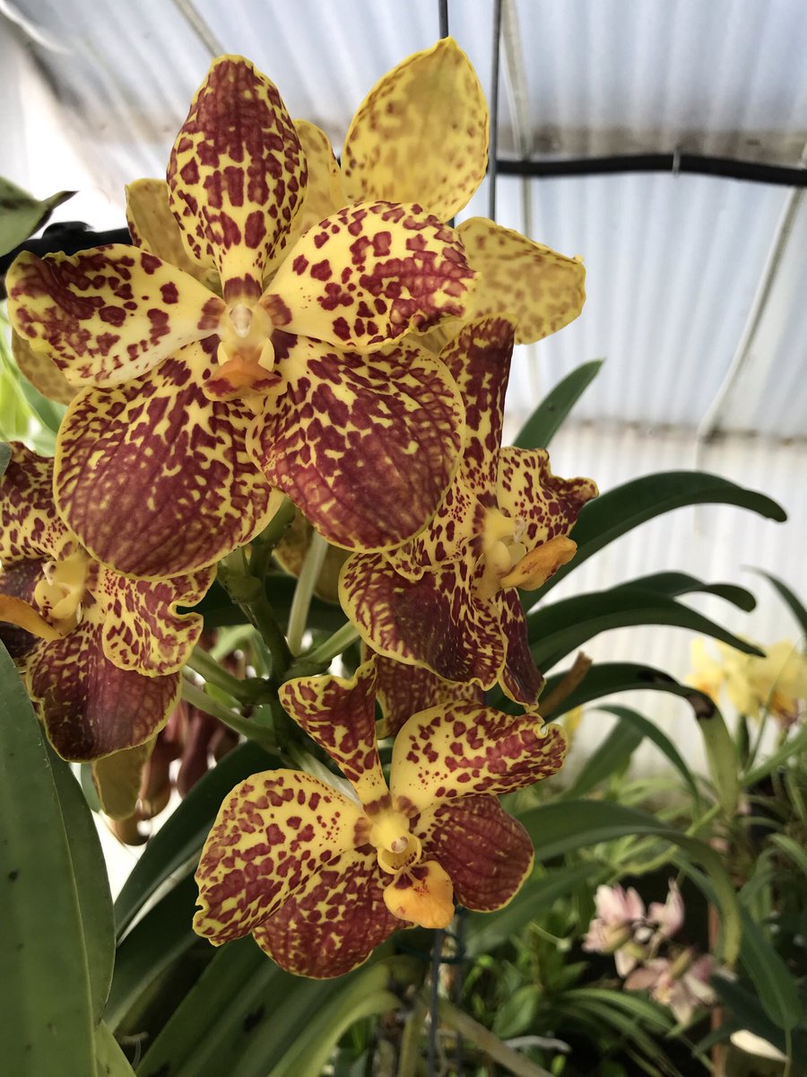 Dublinate's tweet photo. Visited #plot8 this morning to harvest some butternut squash and see what orchids have come into flower. The butternut squash are huge!!! https://t.co/IacX4AQzbp