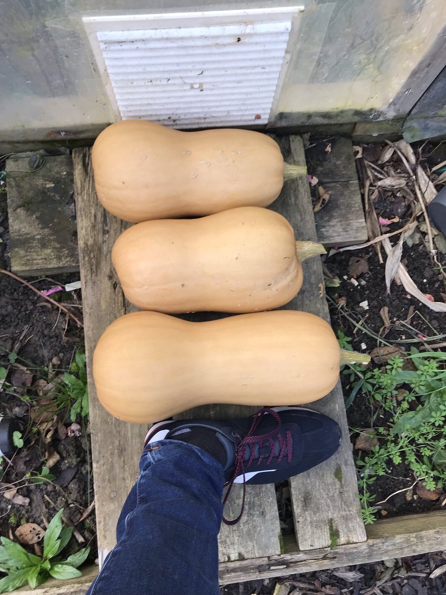Dublinate's tweet photo. Visited #plot8 this morning to harvest some butternut squash and see what orchids have come into flower. The butternut squash are huge!!! https://t.co/IacX4AQzbp