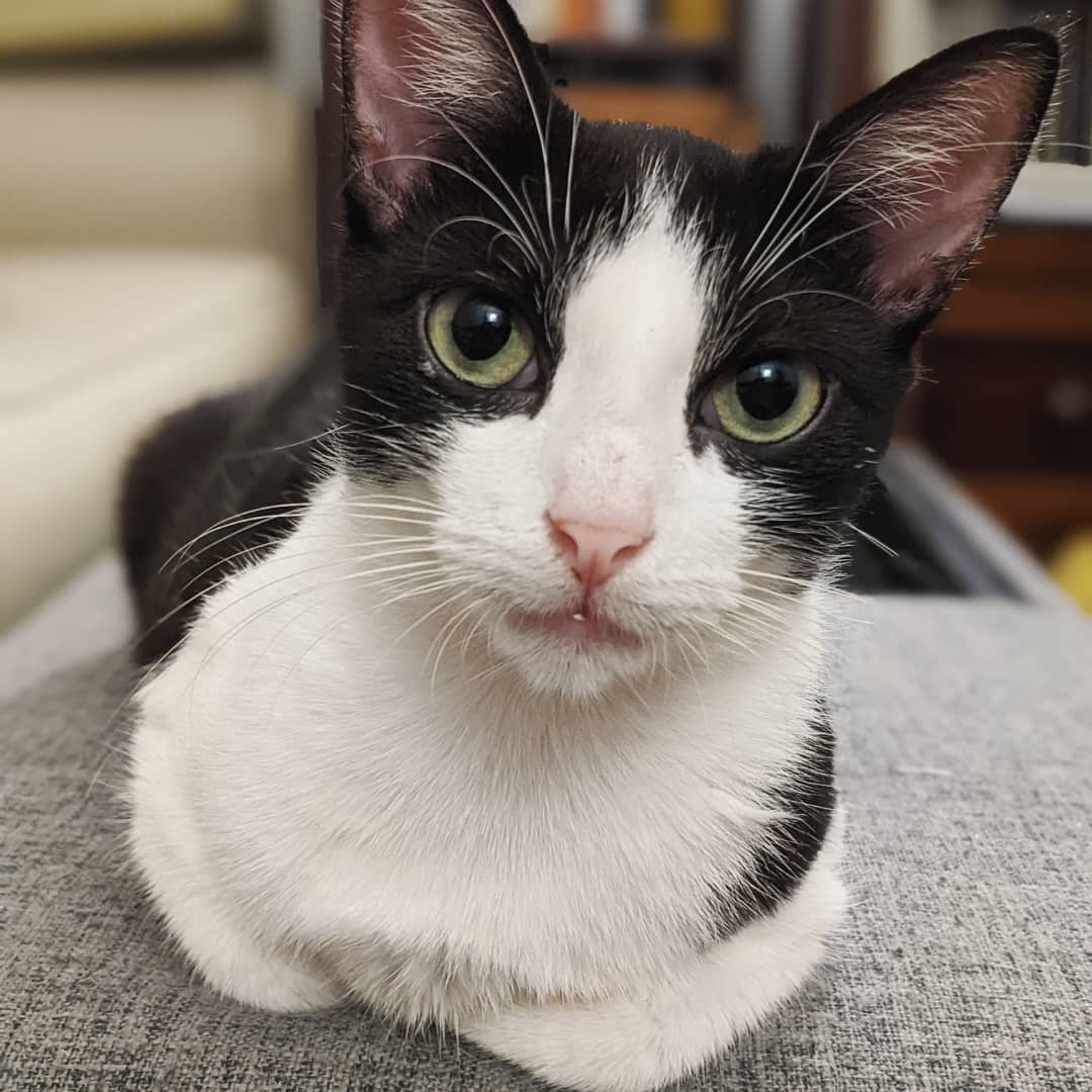 BBAWC's tweet image. Sylvie is a petite 1 YO lapcat looking for love! Her love languages are physical touch and quality time. She’ll even let you touch her toe beans! She needs a home in which she'll get lots of affection. We think she will do well with a companion cat to give her company.