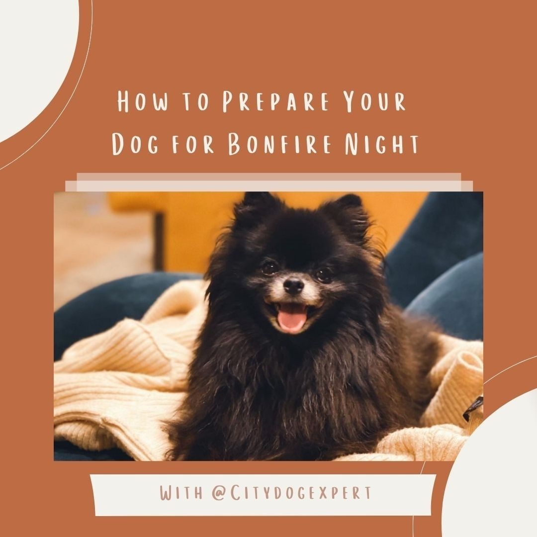 Join us on Instagram as we talk with the CityDogExpert about how best to prepare your dog for Bonfire Night!

instagram.com/bounceandbella/