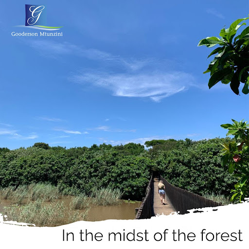 Gooderson's tweet image. Explore the endless beauty of the forest. Let your mind and soul be freed and immerse yourself in an unforgettable vacation with the greenery of Mtunzini.

#goodersonleisure #goodersonmtunzini #mtunzinigamelodge #vacationresort #mtunzini #southafrica