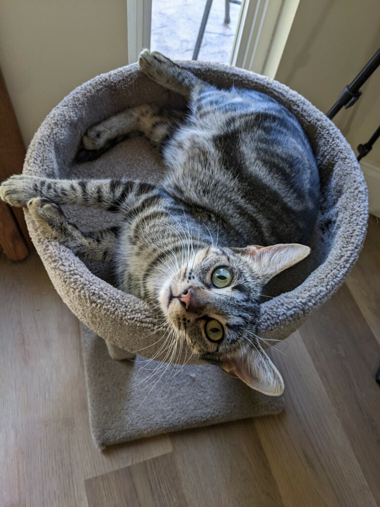 ondrayah_'s tweet photo. Welcome home Kilala 💕 https://t.co/6111EPtQnm