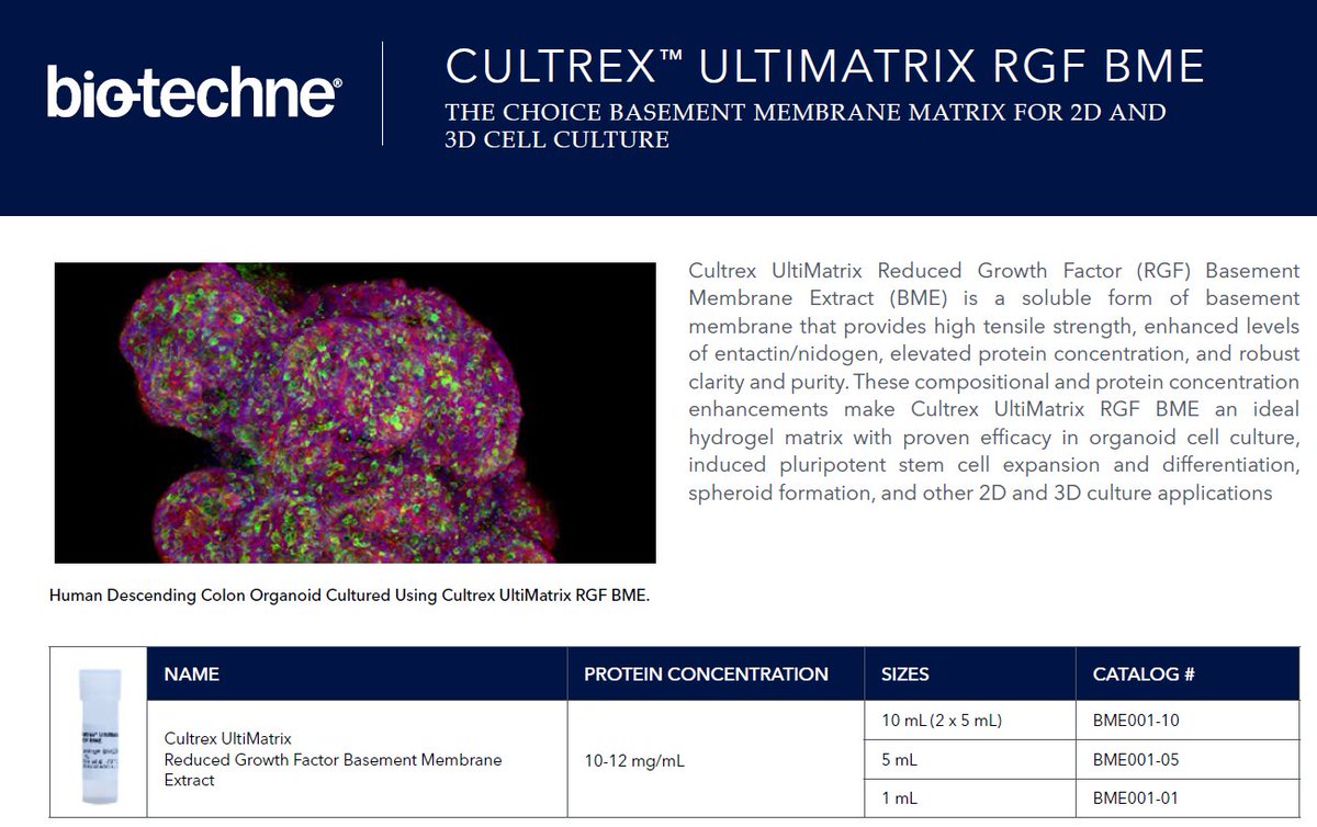 Angry_owlz's tweet photo. For anyone suffering with the Matrigel supply situation, Bio-Techne have peer-reviewed, organoid-grade Cultrex UltiMatrix U.K. stock available... just contact me if you want to test it with your cells (please RT!) https://t.co/i05xkuGaxF https://t.co/HaHXkNfQza