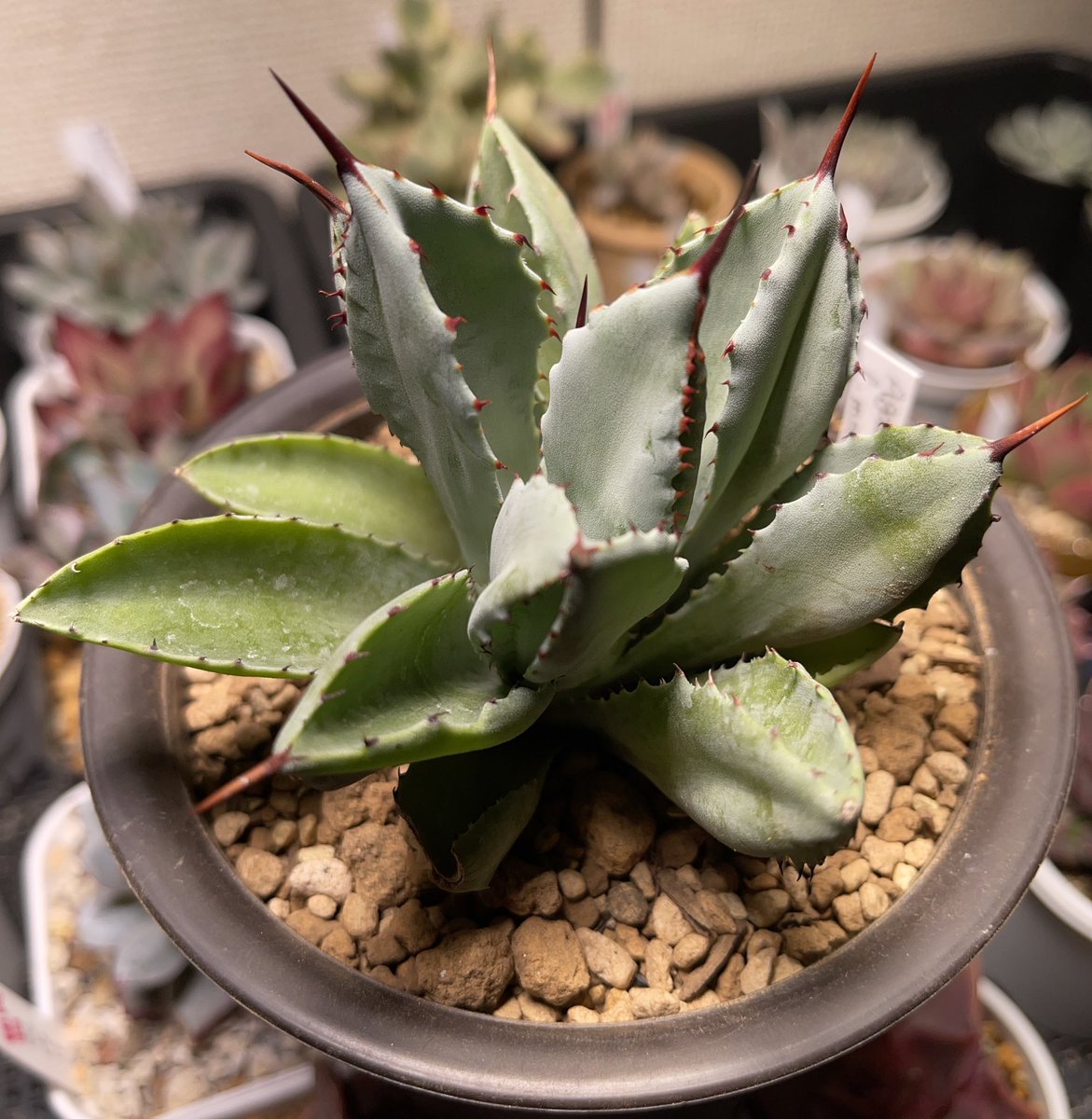 shinT_wear's tweet photo. アガベ2株目お迎えしてしまった😍
Agave potatorum 'Cubic'
アガベポタトラムキュービック
一目惚れしてしまうものにはモンストが多いのよね…何となく唯一無二感感じてしまいがち😬
しかしエケベリアもアガベも赤爪たまらんな(;//́Д/̀/)'`ァ'`ァ
#agave
#potatorum
#cubic
#monstrosa https://t.co/KH8C22fECw