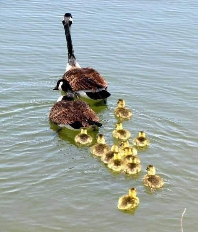 GalleryTweeter's tweet photo. @ChandanSur3 Family in a village lake
#AnimalKingdom
#photography
#TweeterGallery
#gallery https://t.co/Q8MyCLpIGO