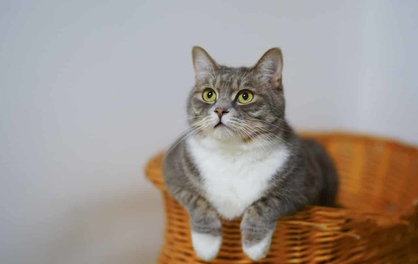 jonhopkins613's tweet photo. The Truth About CBD Oil For Cats https://t.co/zNCQ4Xxlxk https://t.co/b7Ya4E5WHo
