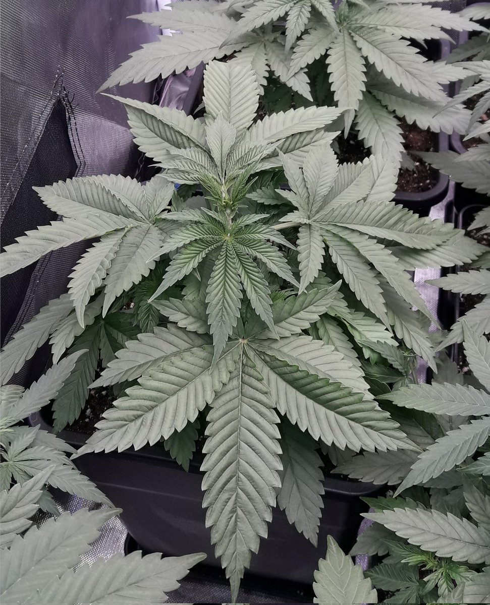 AdrycManellson's tweet photo. ¿ Cuál Os gusta más Verde Mundo, mis #KritikalK @Kannabia_Samen o mis #SnowRipper y #Makaha @GreenbudSeeds ?
#Femizadas todas en #Sust #BatMix @PlagronAruba y #Fertilizado #Natural en #PureTent #RefPet bajo #ThePureLed480Pro @ThePureFactory_ by @DPlantasur.
Ya me diréis...🧚♂️😎 https://t.co/XZP1L26biT