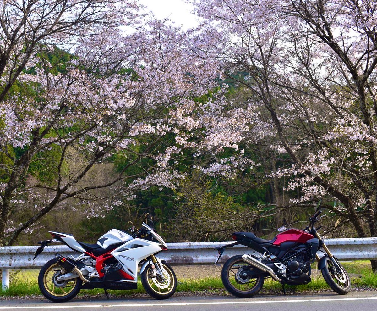 wnshare's tweet photo. 名前:かな
年齢:20代
住み:愛媛🍊
車種:CBR250RR
一言:CBの人と一緒にツーリングしてます！よろしくお願いします🙌
 #バイク乗りとして軽く自己紹介
#バイク乗りと繋がりたい
#バイク好きな人と繋がりたい https://t.co/mpWk2IK2nc
